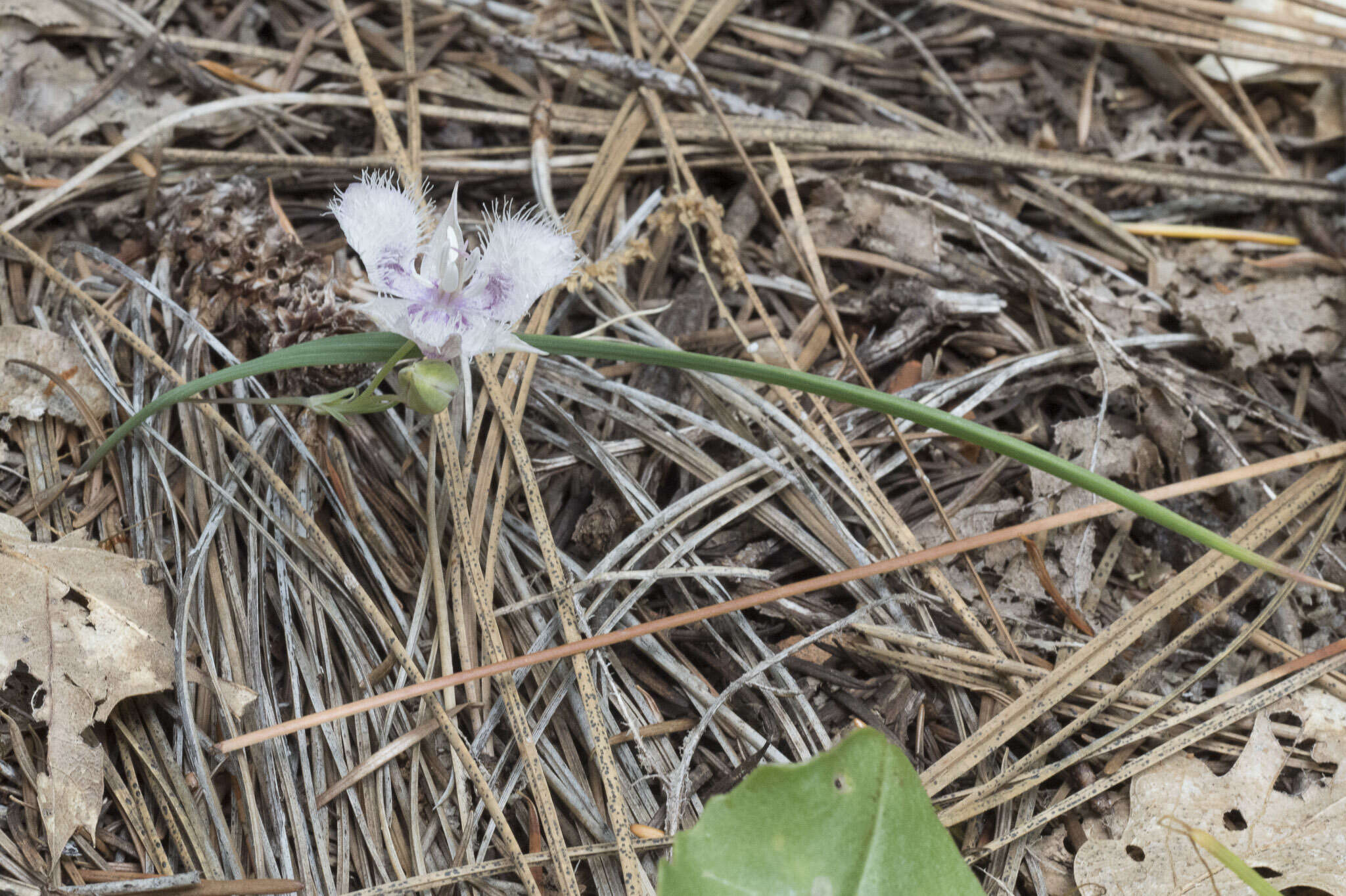 Image de Calochortus coeruleus (Kellogg) S. Watson