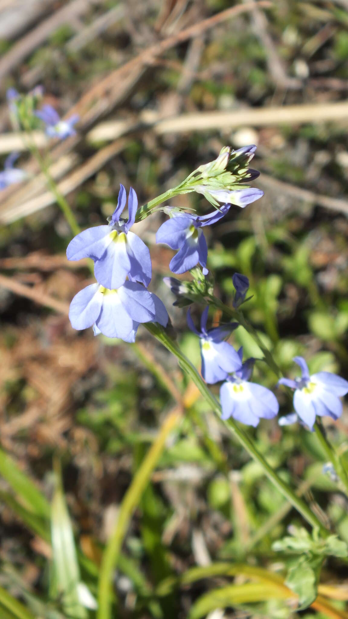 Image of Berlandier's Lobelia