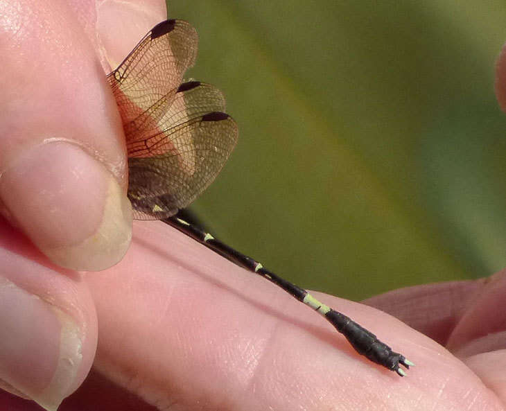 Sivun Progomphus clendoni Calvert 1905 kuva