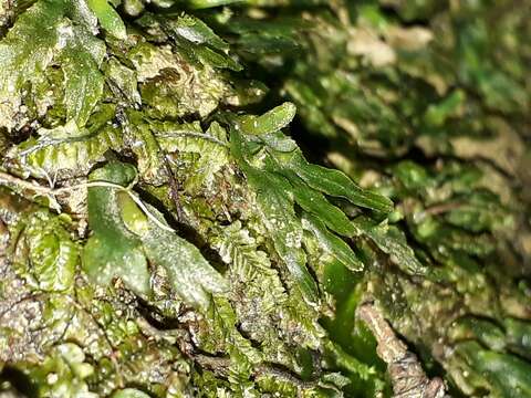 Imagem de Symphyogyna hymenophyllum (Hook.) Nees & Mont.