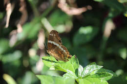 Image of Banded Peacock