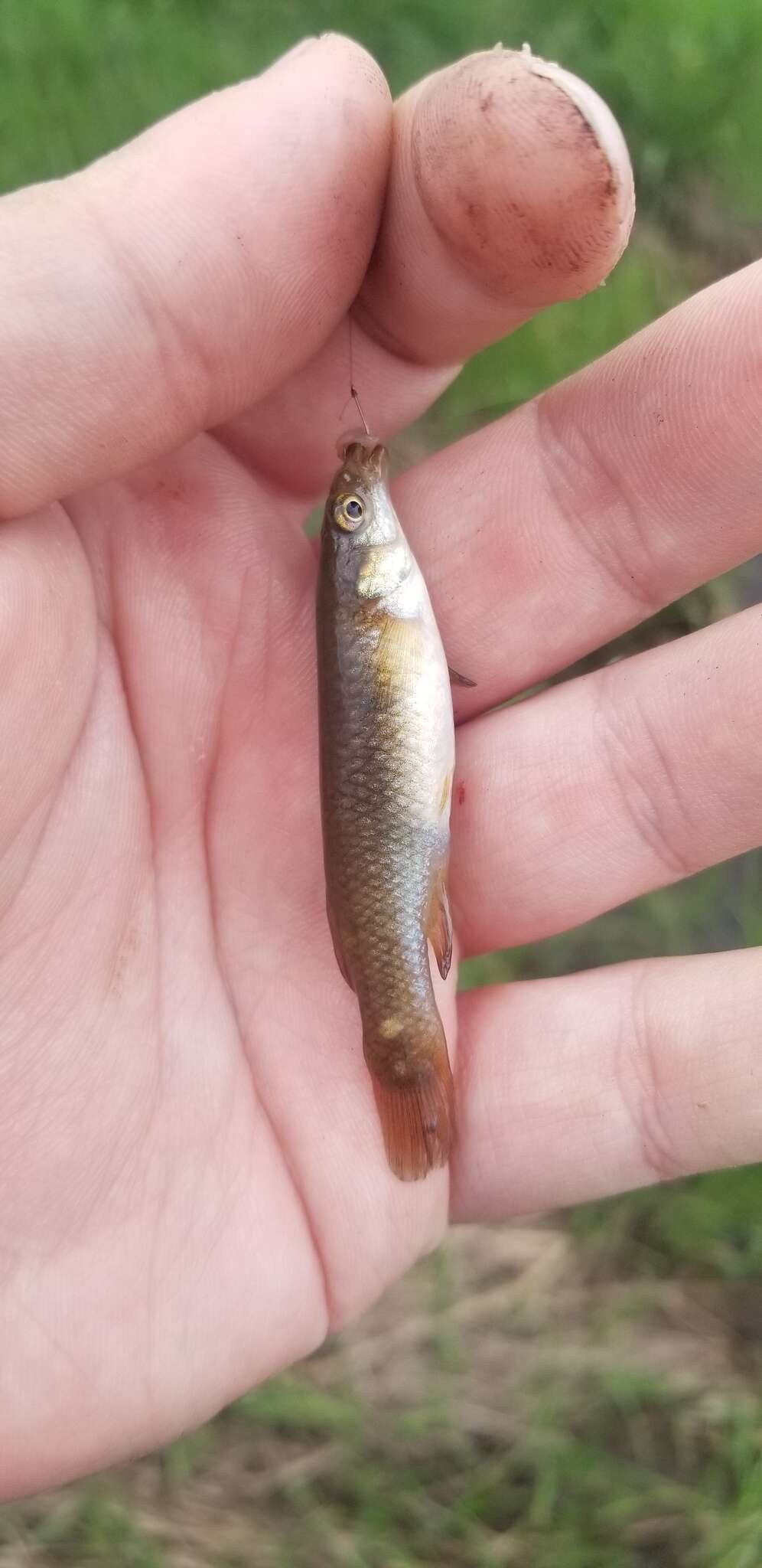 Imagem de Fundulus sciadicus Cope 1865