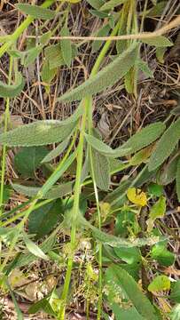 Image of Stachys distans Benth.