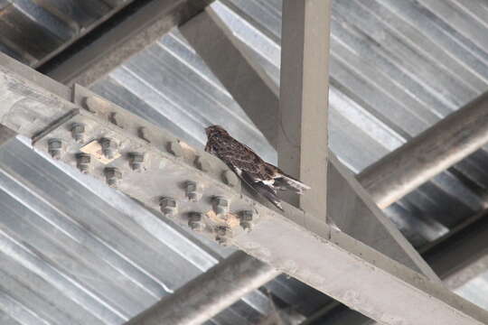 Image of Natal Nightjar