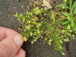 Image of birdeye pearlwort