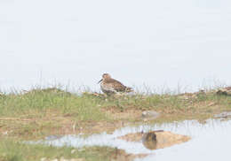 Image of Calidris alpina schinzii (Brehm, CL & Schilling 1822)