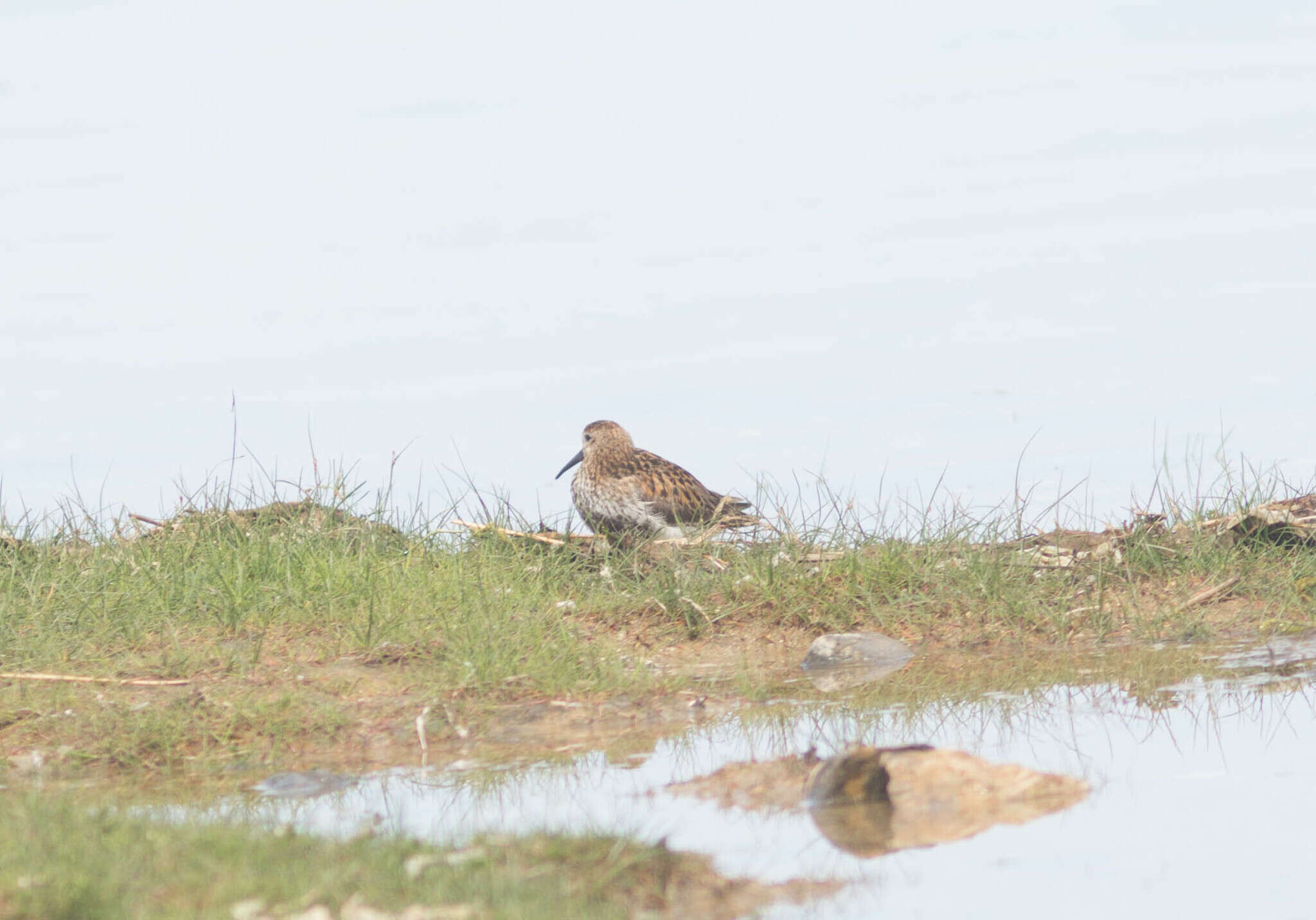 Image of Calidris alpina schinzii (Brehm, CL & Schilling 1822)