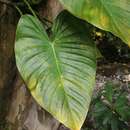 Image of Philodendron advena Schott