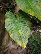 Image of Philodendron advena Schott