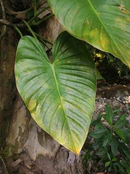 Philodendron advena Schott的圖片