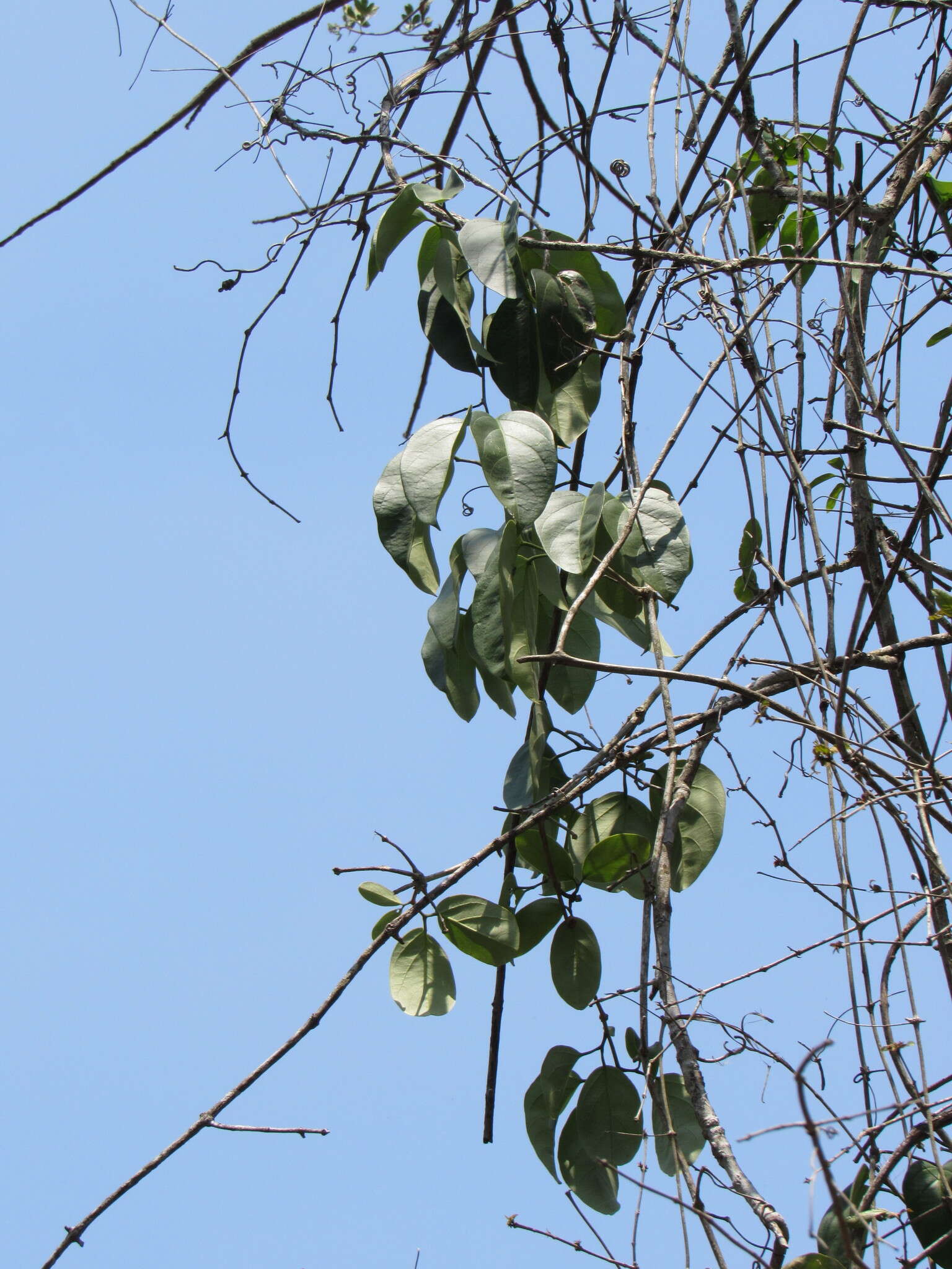 Image of Anemopaegma chrysanthum Dugand