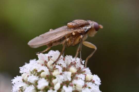 Image of Napaeosciomyza