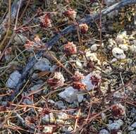 Image of spotted buckwheat