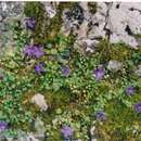 صورة Campanula arvatica Lag.