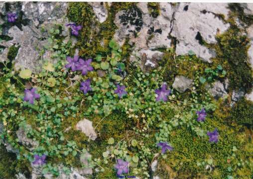 Imagem de Campanula arvatica Lag.