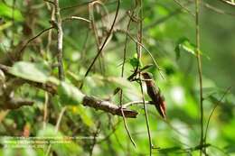 Image of Cinnamon Hummingbird