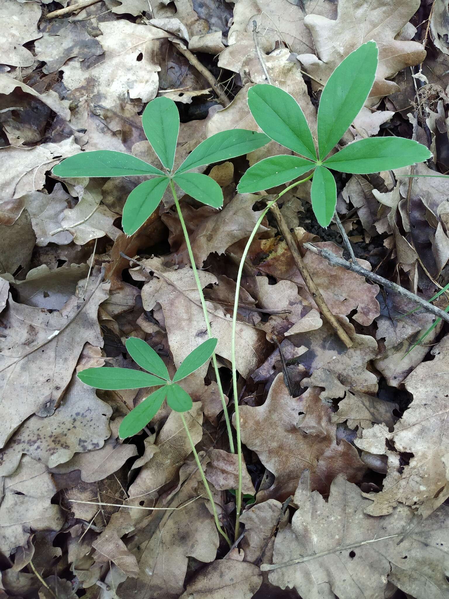 Image of White Cinquefoil