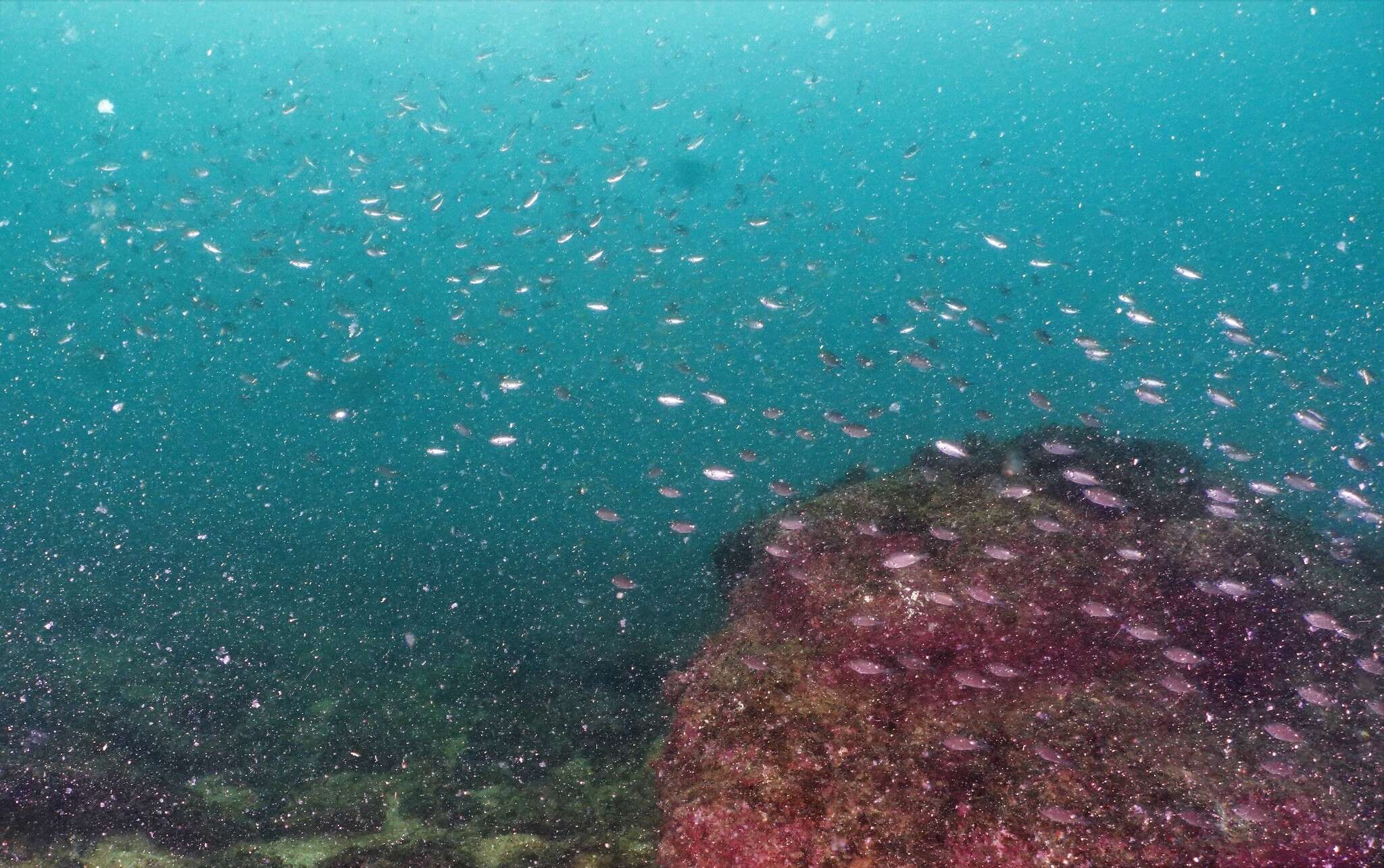 Image of Pearl-spot Chromis