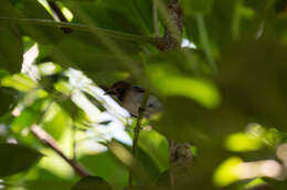 Image of Oahu Elepaio