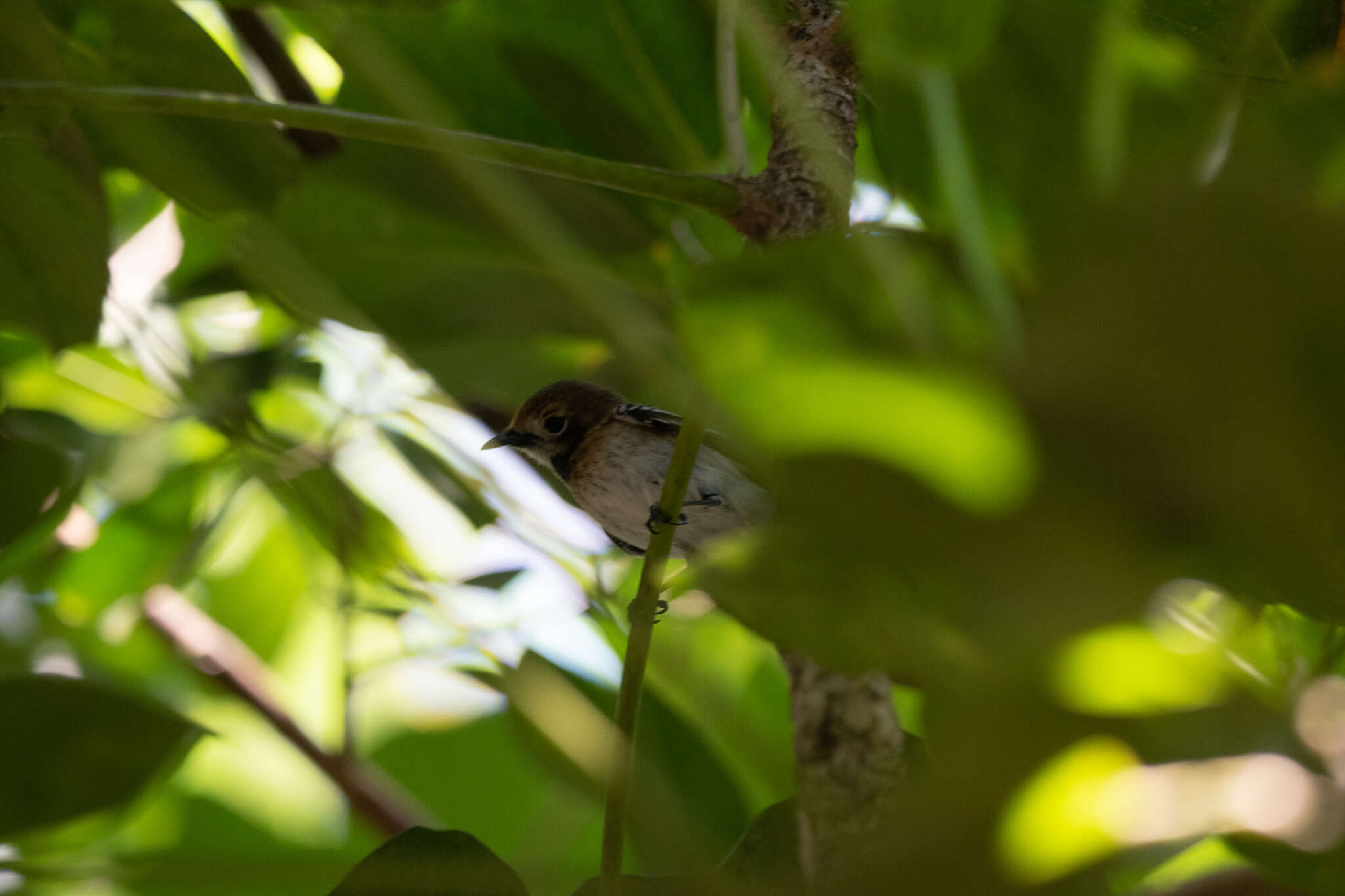 Image of Oahu Elepaio