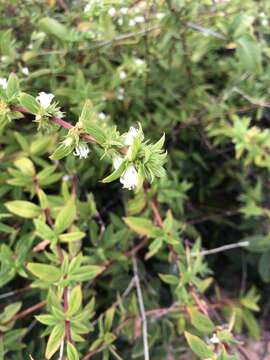 Image de Hexasepalum gardneri (K. Schum.) J. H. Kirkbr. & Delprete