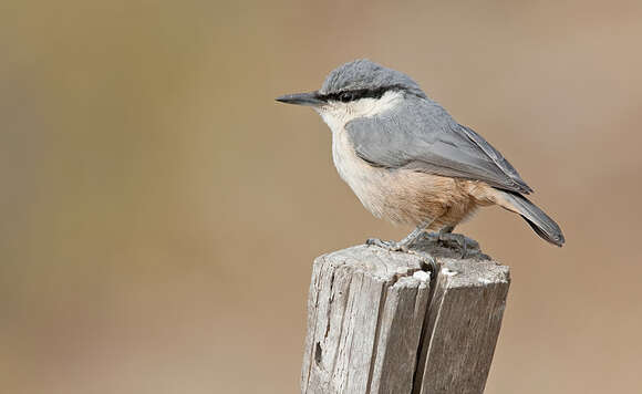 Image of Rock Nuthatch