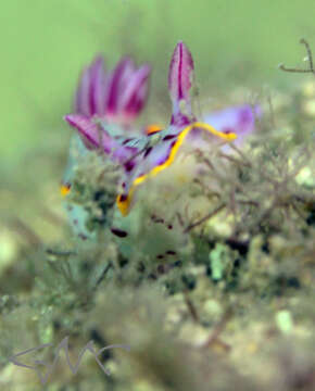 Image of Hypselodoris bennetti (Angas 1864)