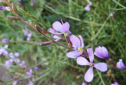 Image de Erucaria erucarioides (Coss. & Durieu) Müll. Berol.