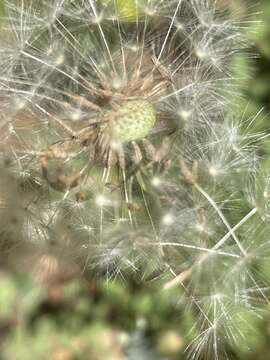 Слика од Taraxacum tortilobum Florström