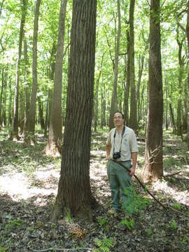 Image of swamp cottonwood