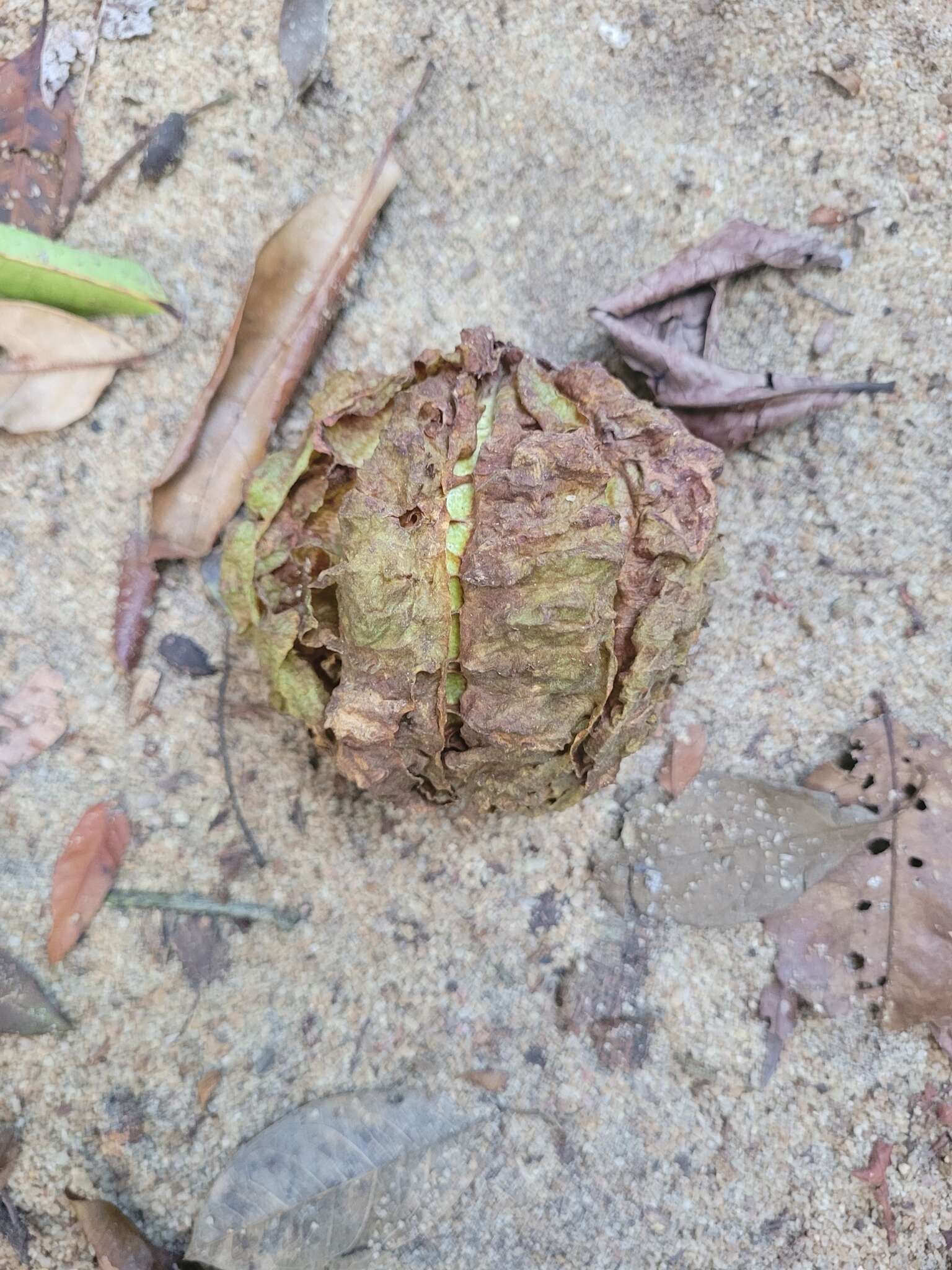 Imagem de Carpotroche brasiliensis (Raddi) Endl.