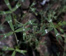 Image of Trifolium bifidum var. bifidum