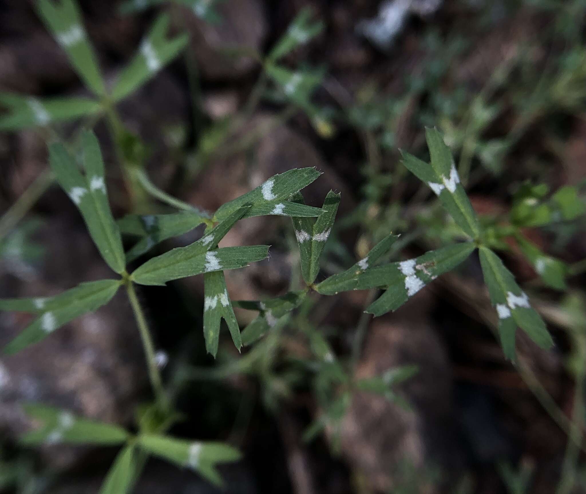 Image of Trifolium bifidum var. bifidum