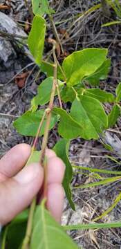 Image of Fernald's ticktrefoil