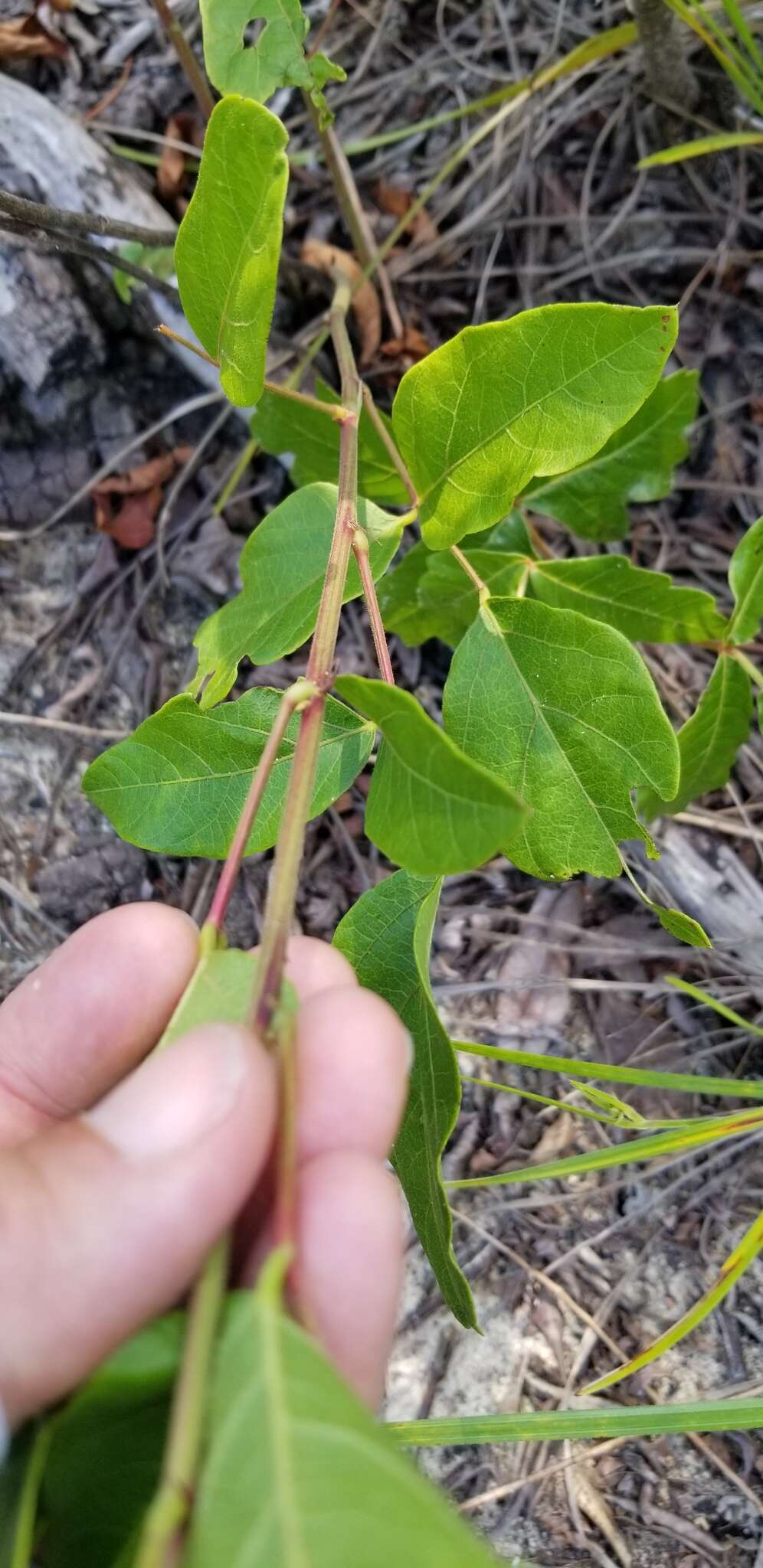 Sivun Desmodium fernaldii B. G. Schub. kuva