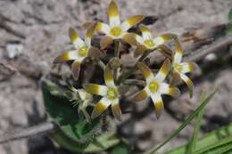 Image of Anisotoma cordifolia Fenzl