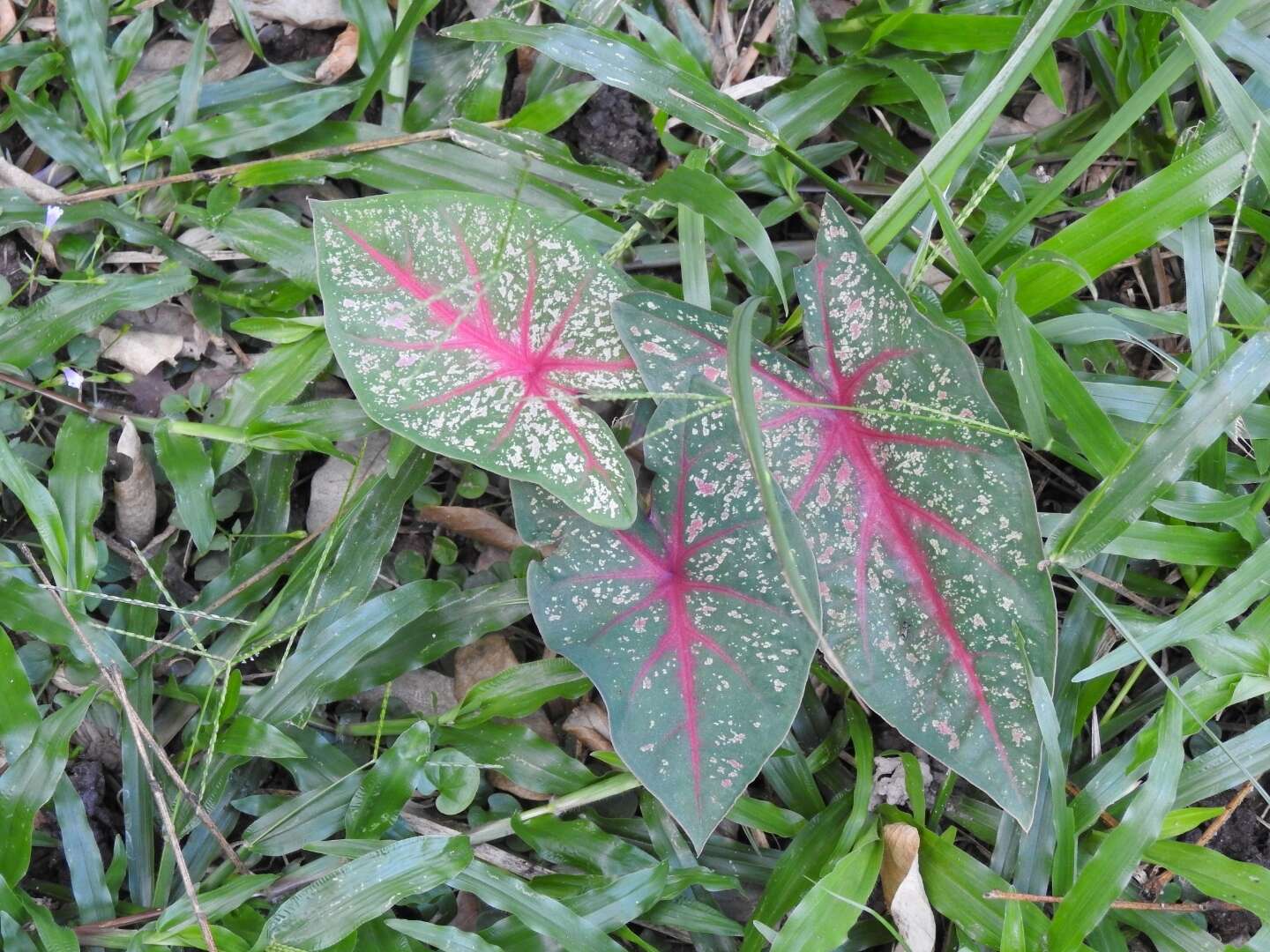 Image of Caladium bicolor (Aiton) Vent.