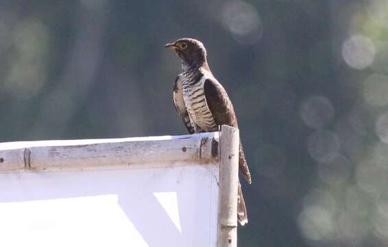 Image of Sunda Cuckoo