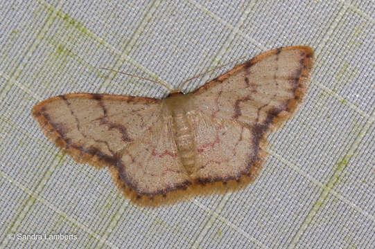 Image of Idaea craspedota Prout 1934