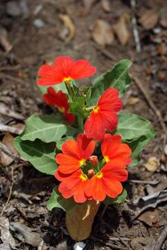 Image of Crossandra zuluensis W. T. Vos & T. J. Edwards