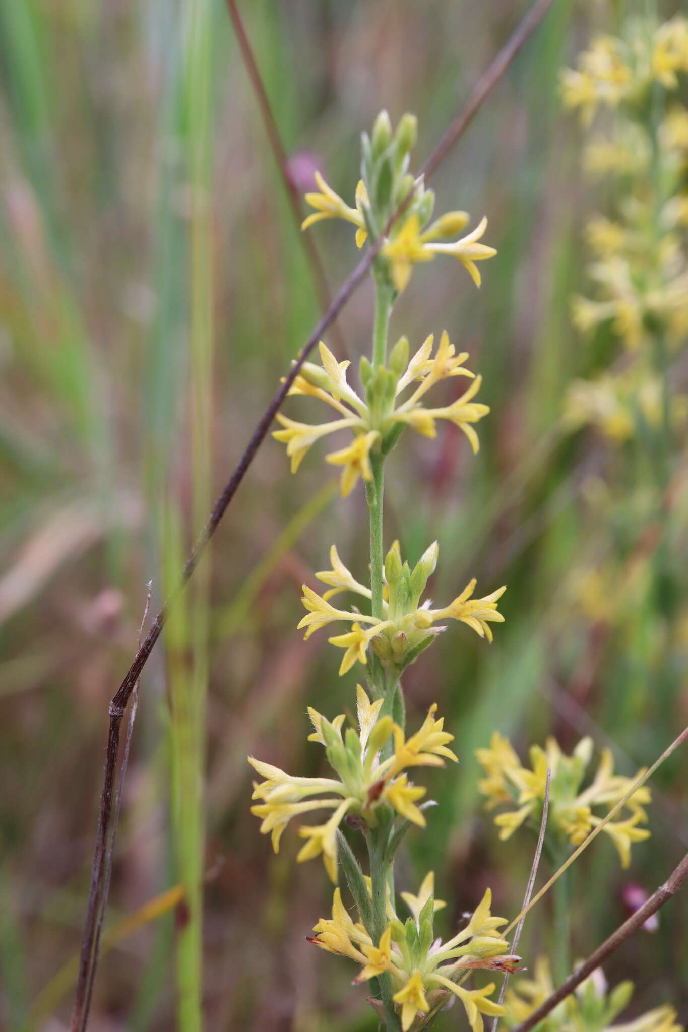 Image of Pimelea curviflora var. sericea Benth.