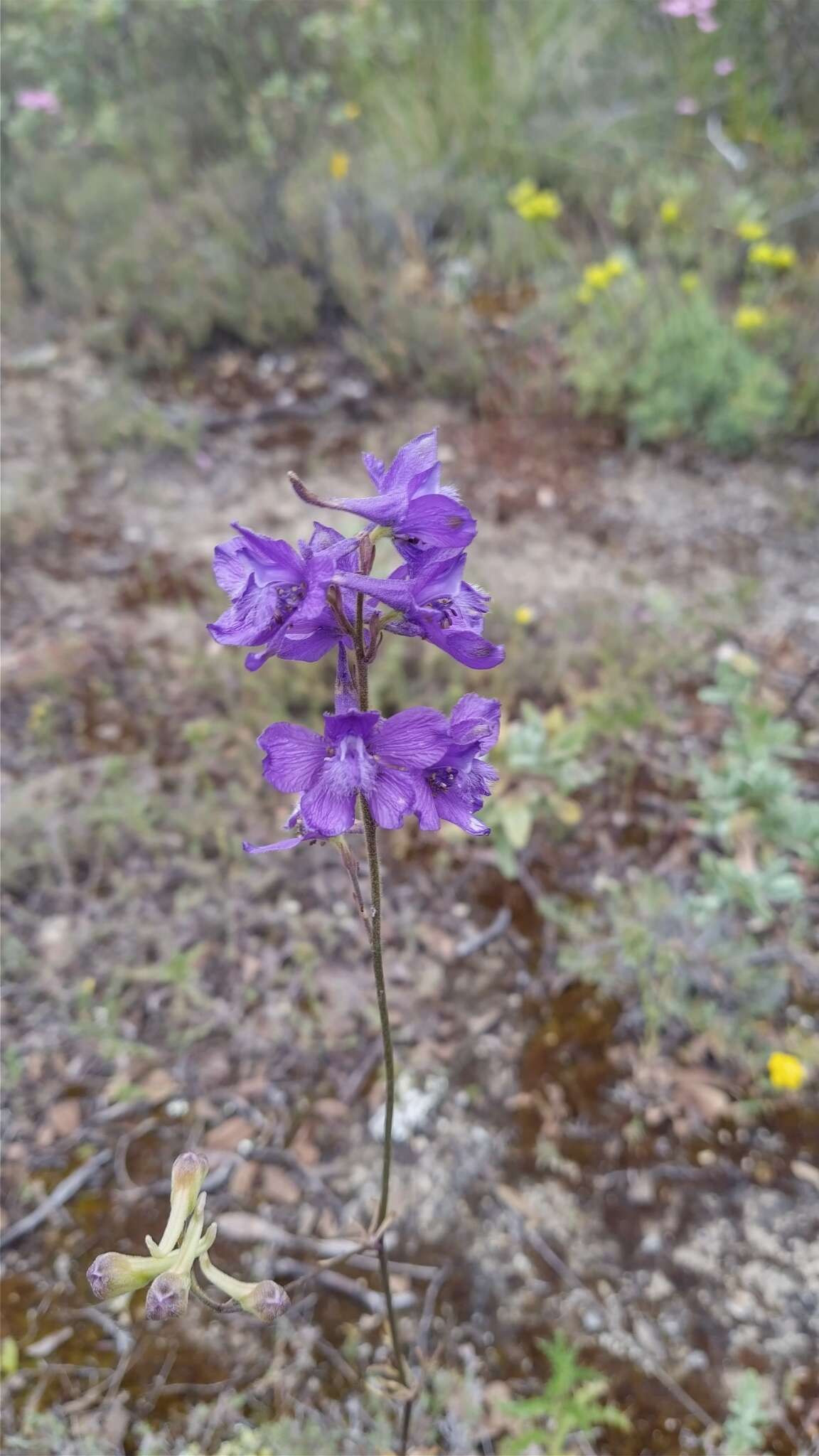 Image of Delphinium pentagynum Lam.