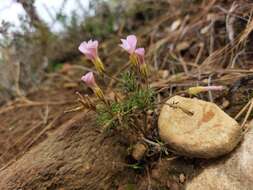 Sivun Oxalis falcatula Salter kuva