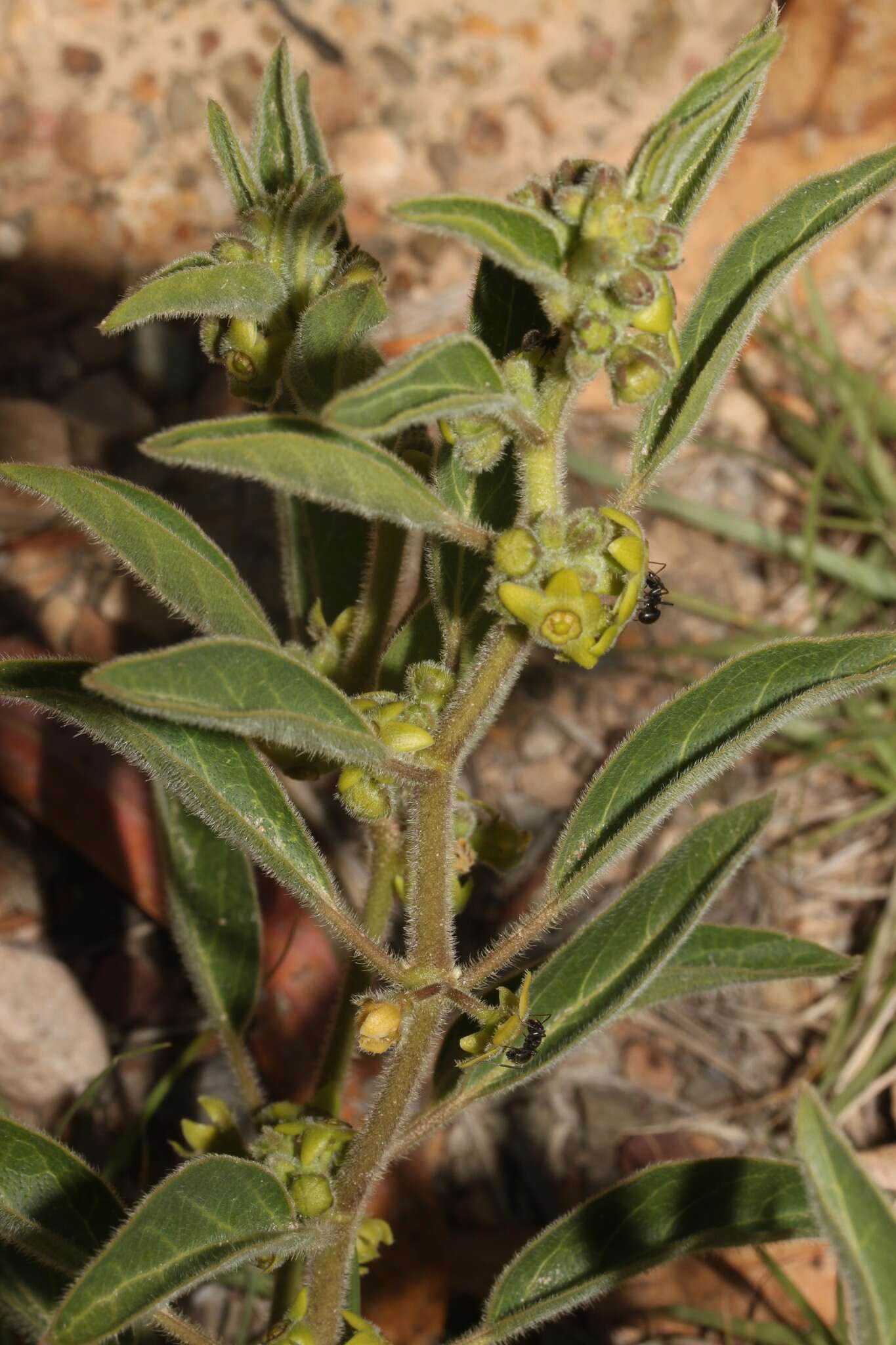 صورة Matelea boliviana G. Morillo