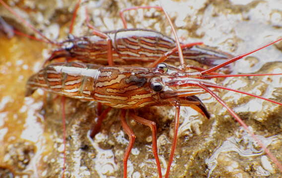 Sivun Lysmata californica (Stimpson 1866) kuva