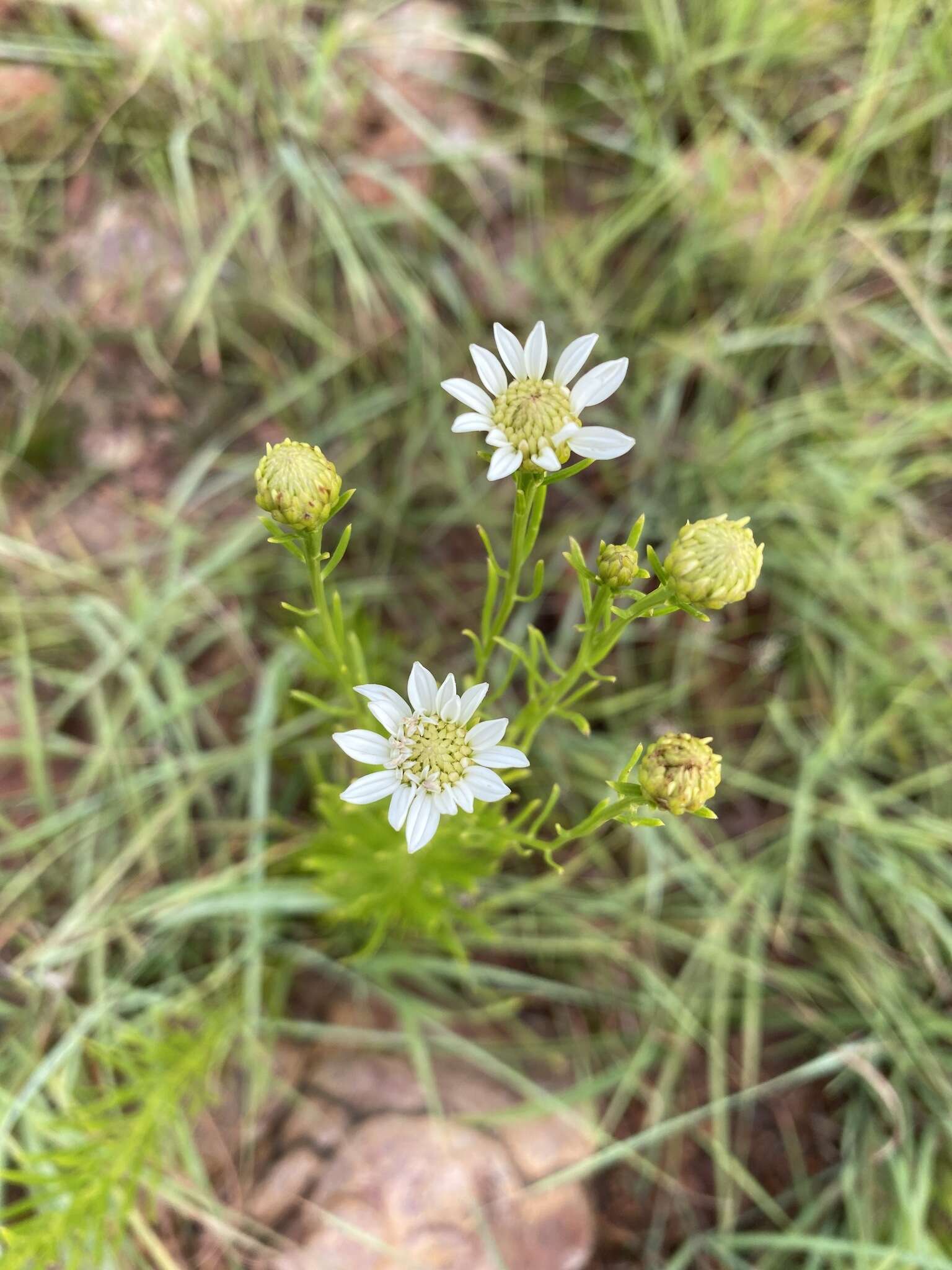 Image of Callilepis corymbosa