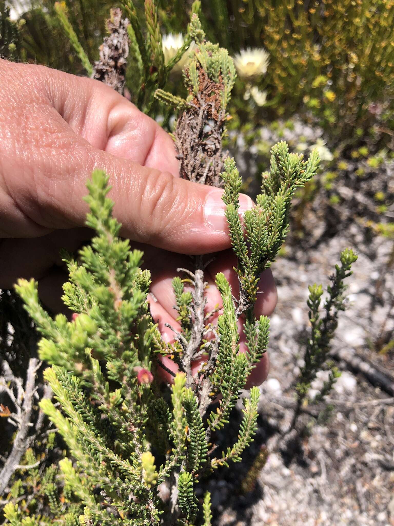 Image of <i>Erica monadelphia</i>