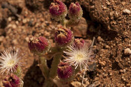 Image of common iceplant