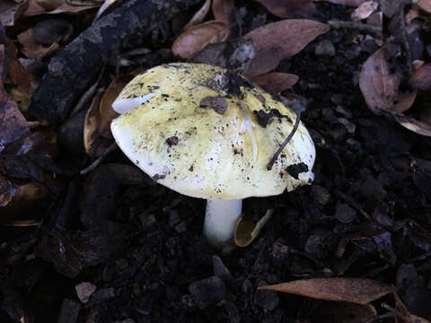 Image of Death cap