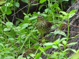 Image of waterthrush